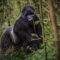 Why Is D.R. Congo Considered Unsafe for Gorilla Trekking in Africa: Congo is one of the few countries hosting the Gorillas